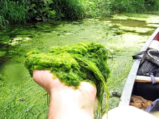 A handfull of Algae