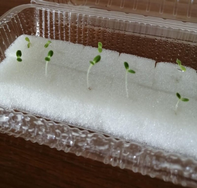 Starting lettuce seeds in foam sponges